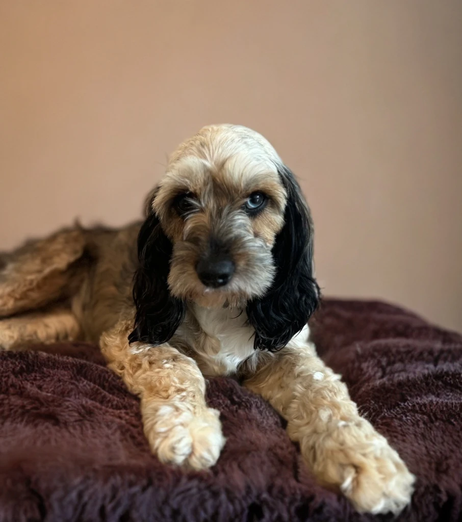 Charlie - Miniature Poodle