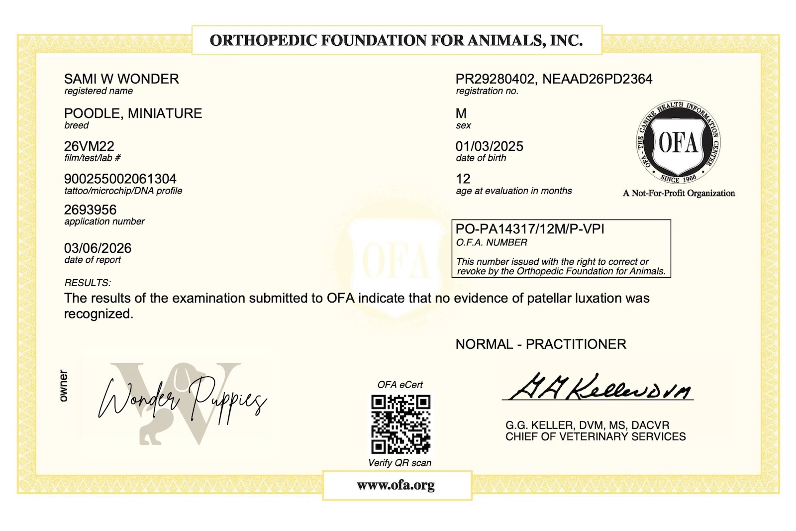 Puppy being held gently by owner