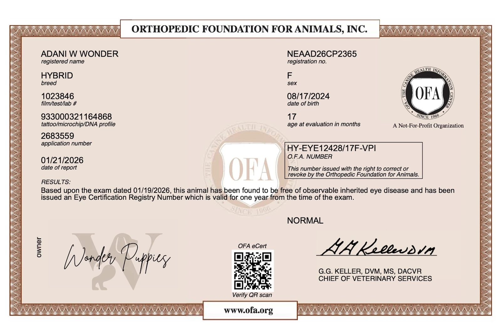 Golden doodle puppy playing in soft grass