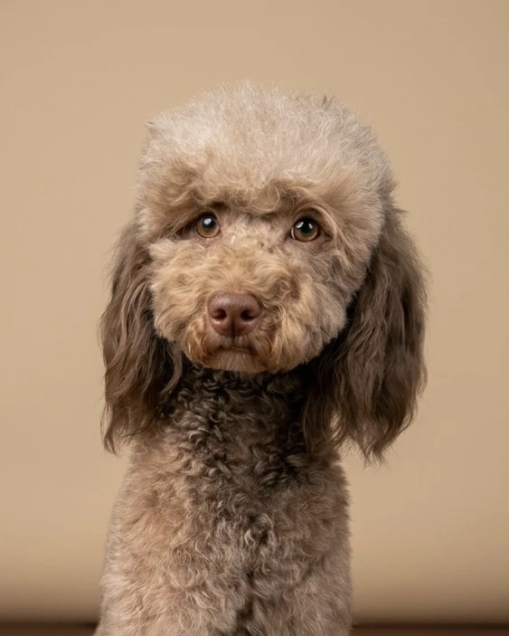 Charlie - Miniature Poodle