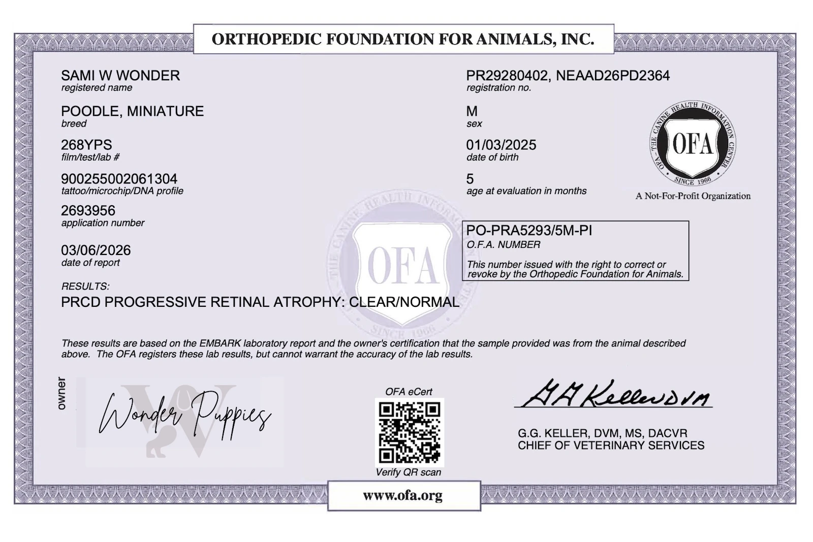 Happy puppy outdoors