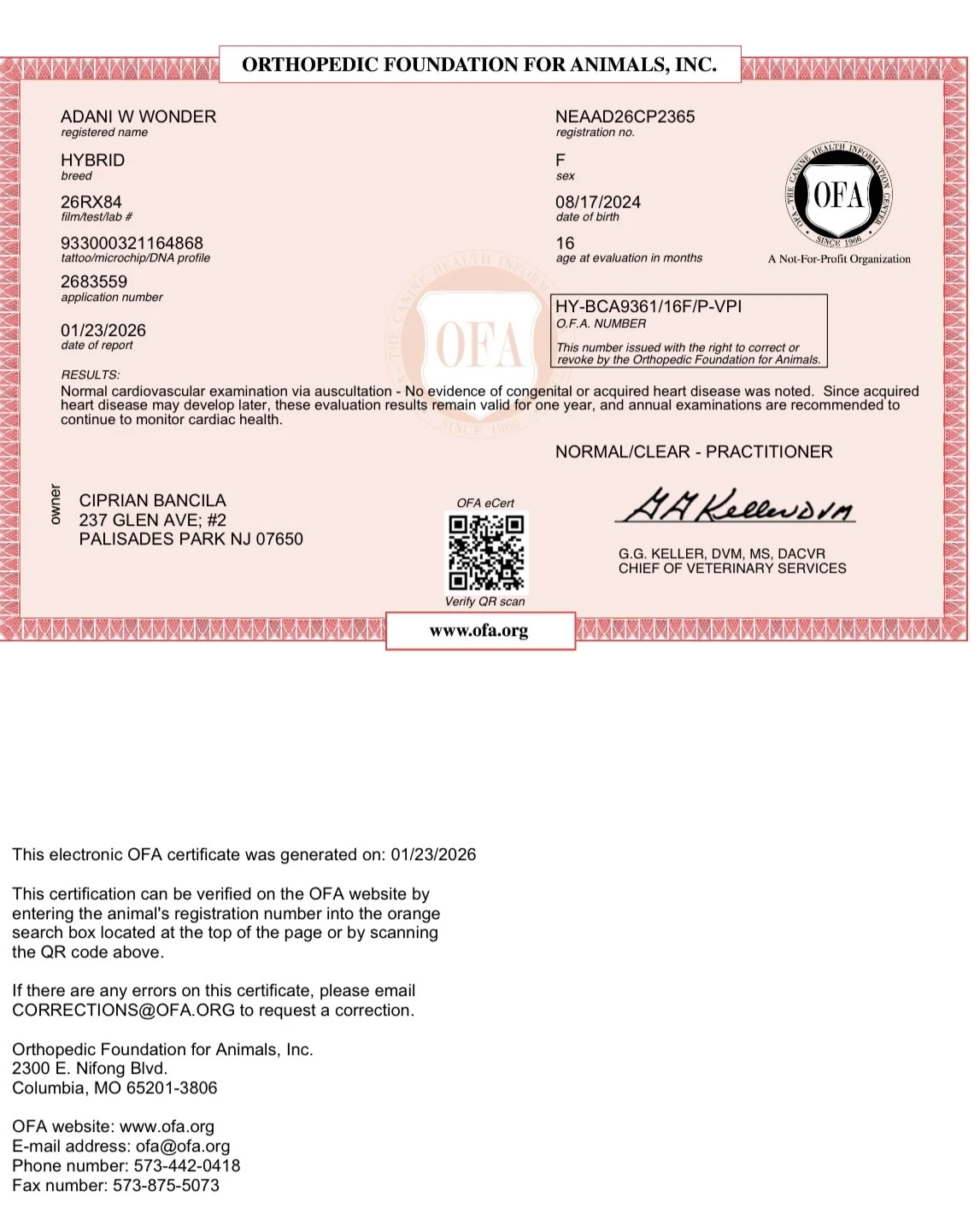 Golden doodle puppy playing in soft grass