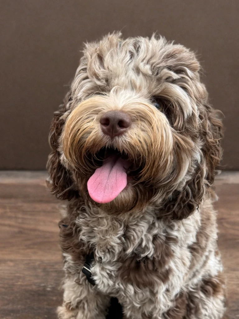 Happy Cockapoo playing outdoors