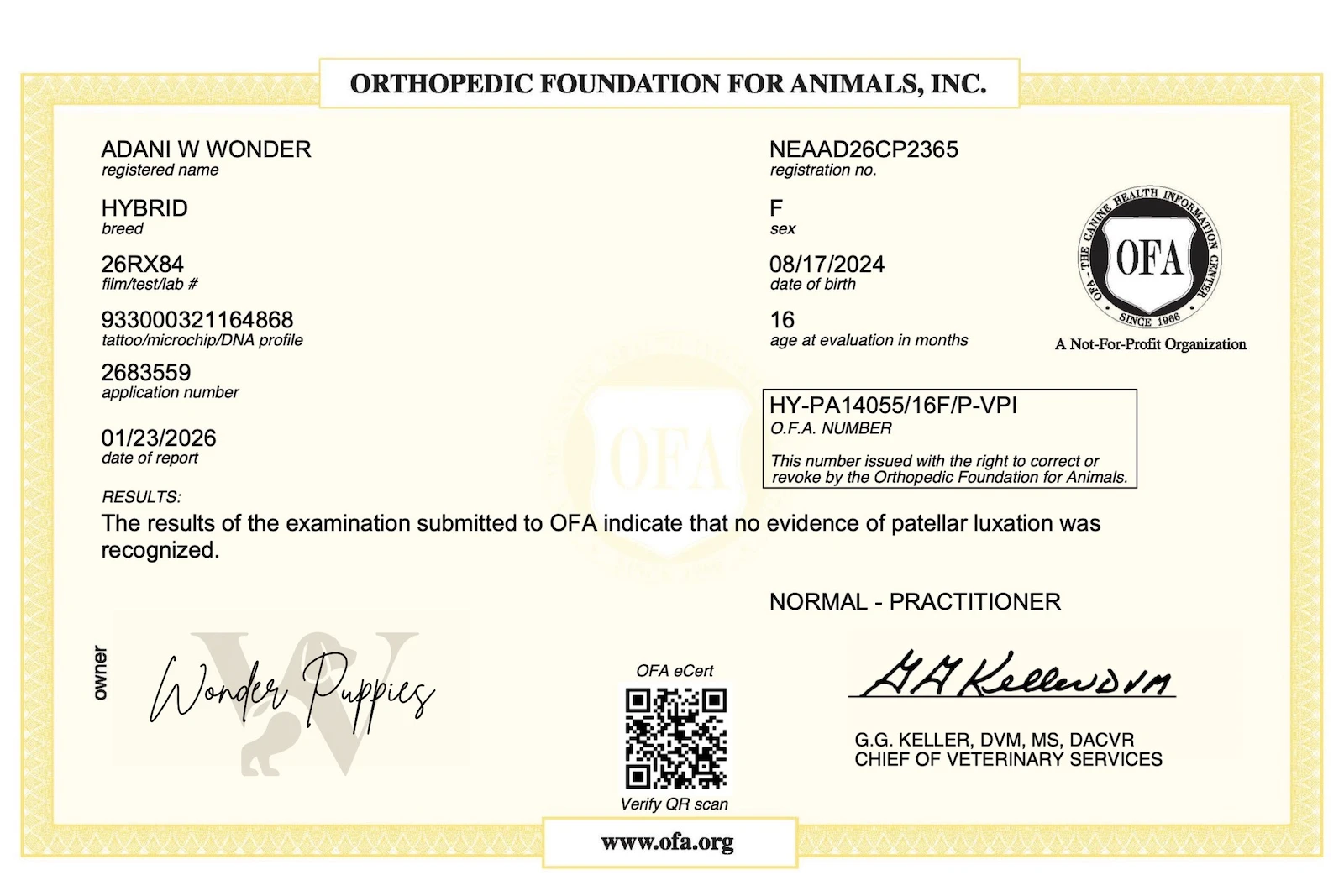 Litter of puppies running in the yard