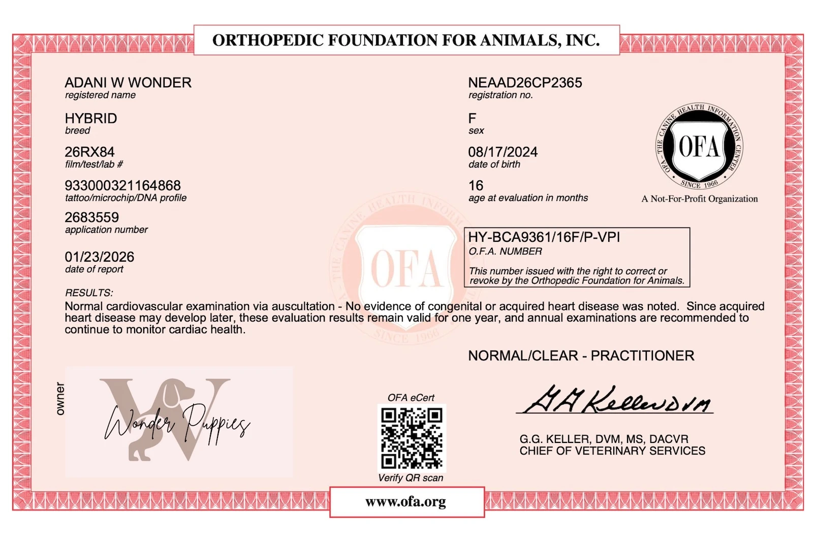 Puppy being held gently by owner