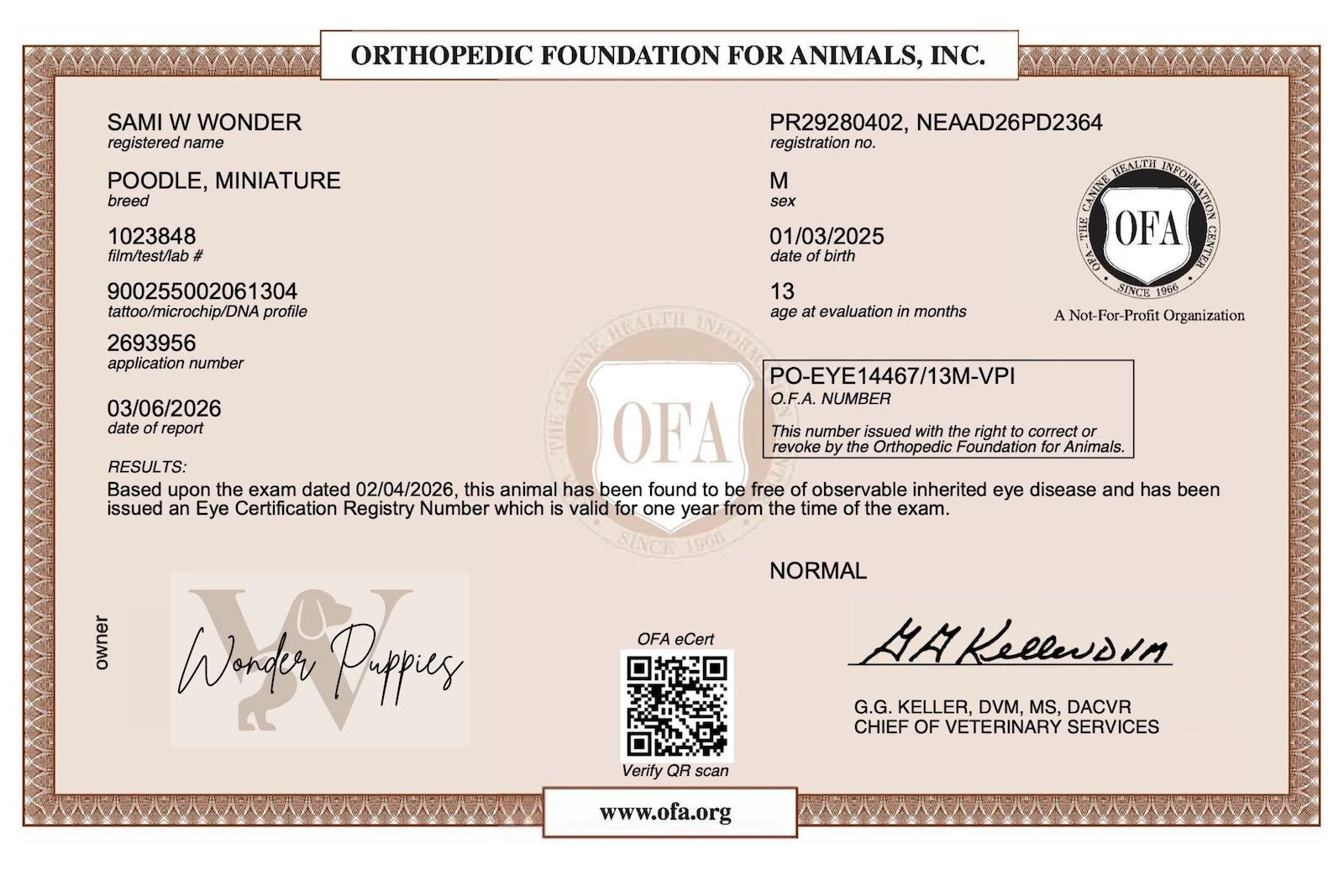 Litter of puppies running in the yard