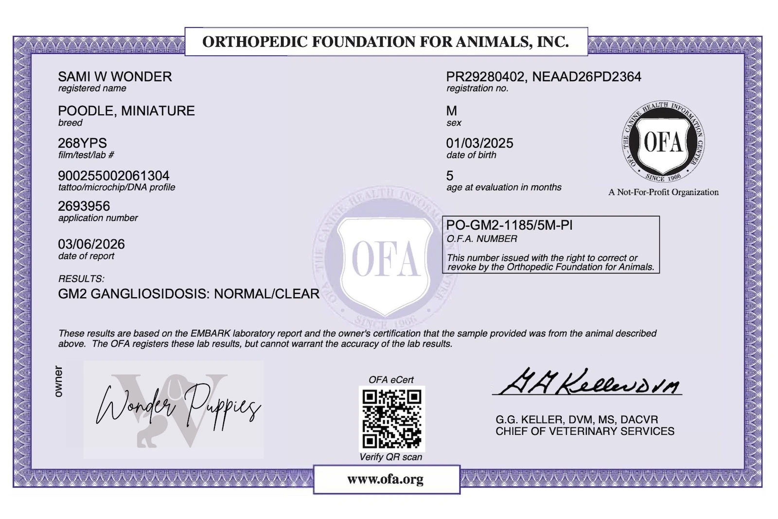 Puppy looking at camera with head tilt