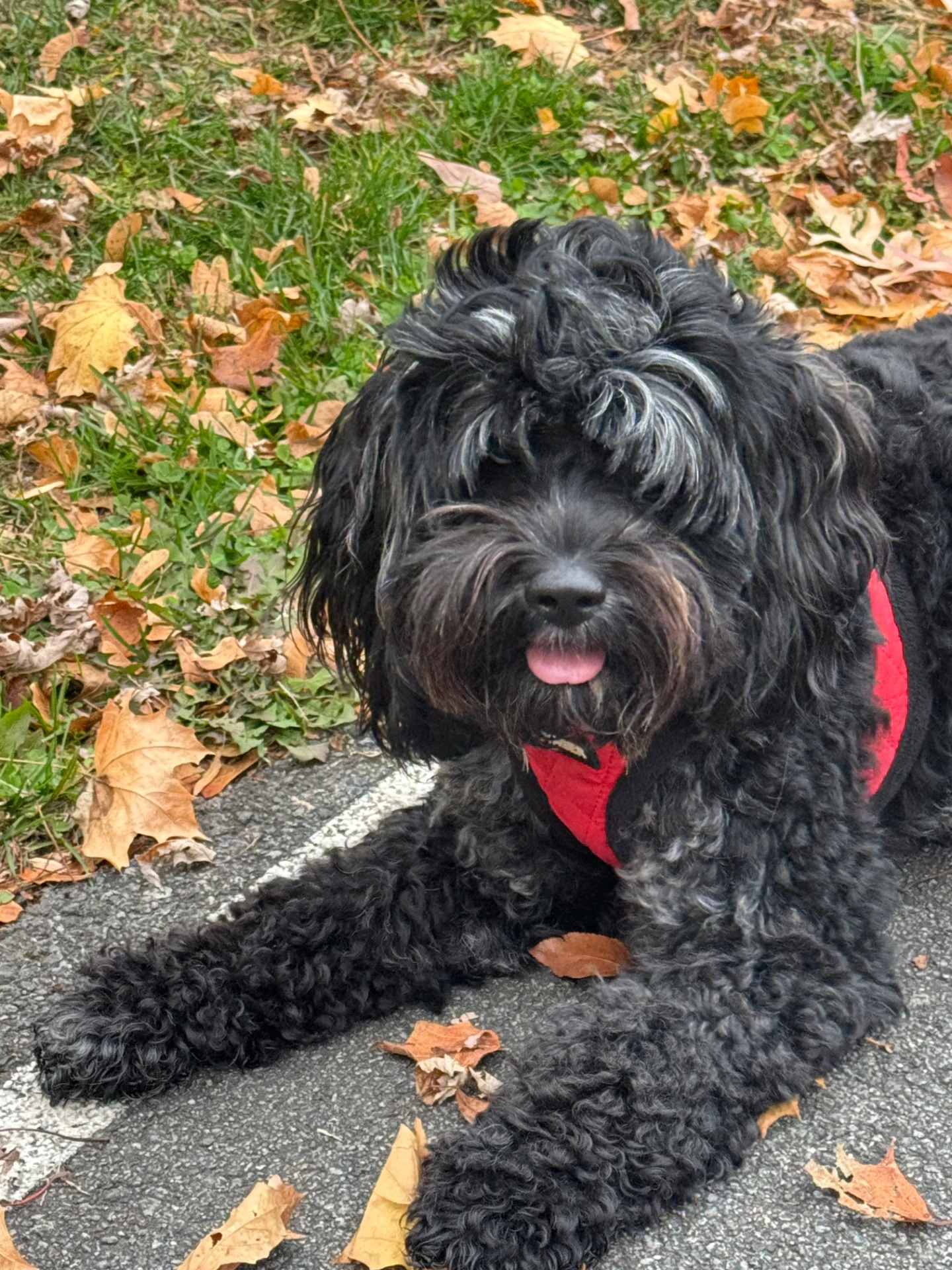 French Bulldog puppy sleeping