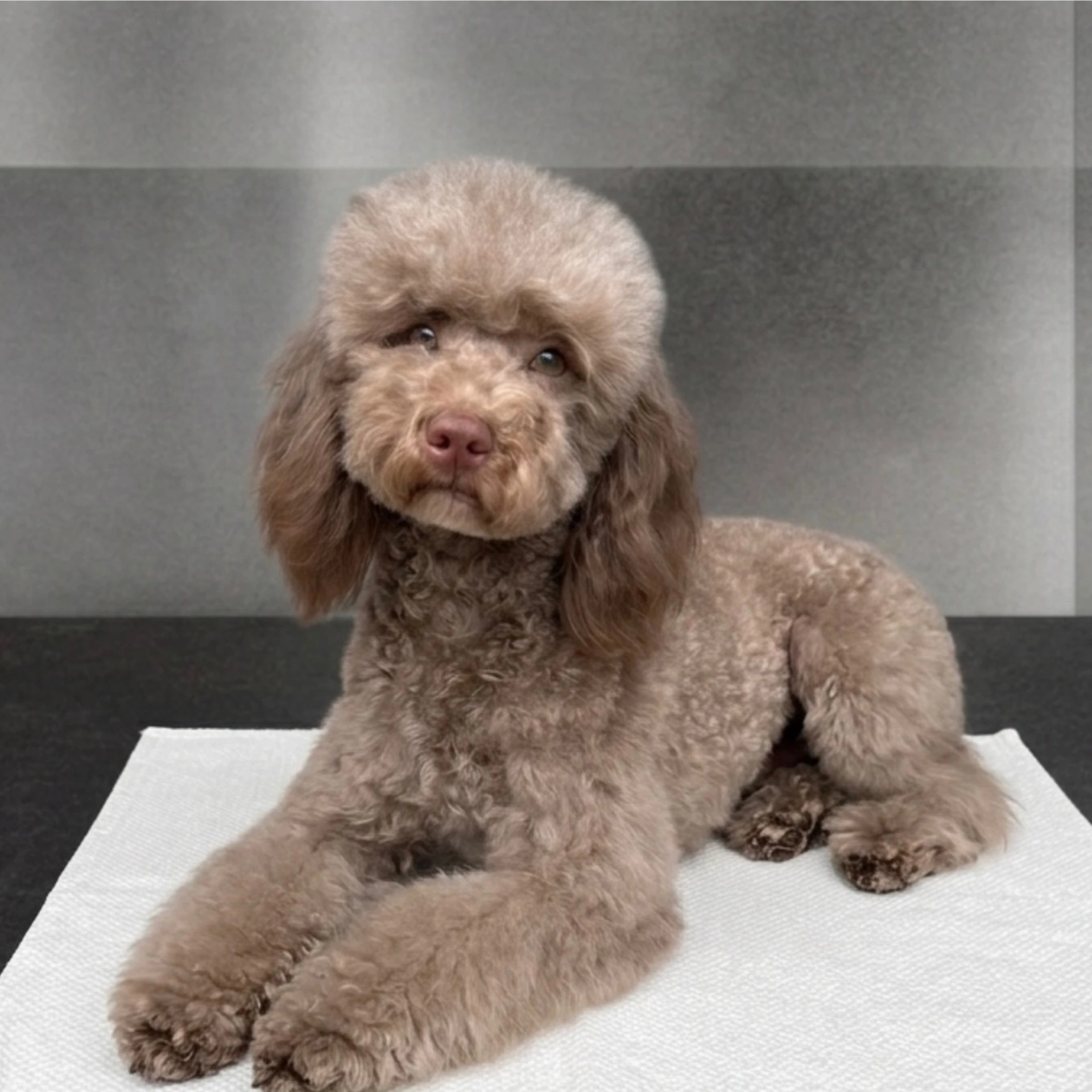 Golden doodle puppy in soft natural light