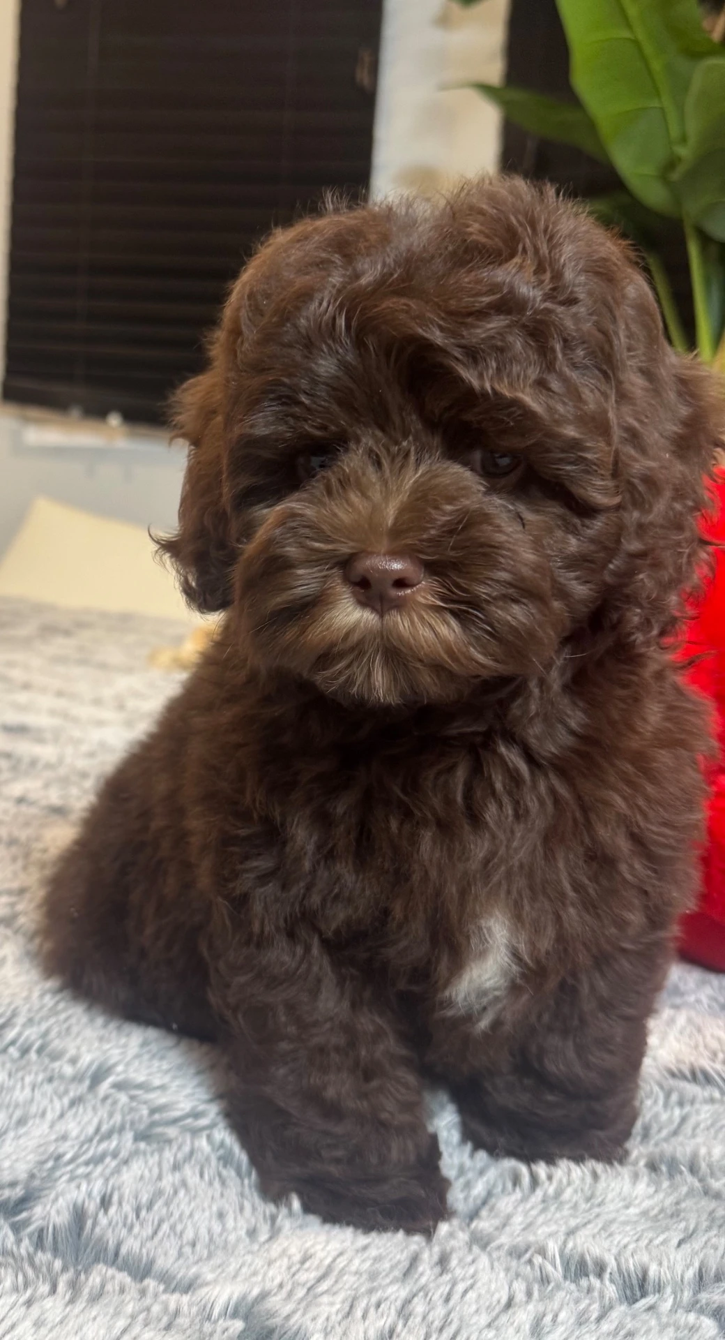 Bella the Cavapoo puppy sitting on a soft blanket
