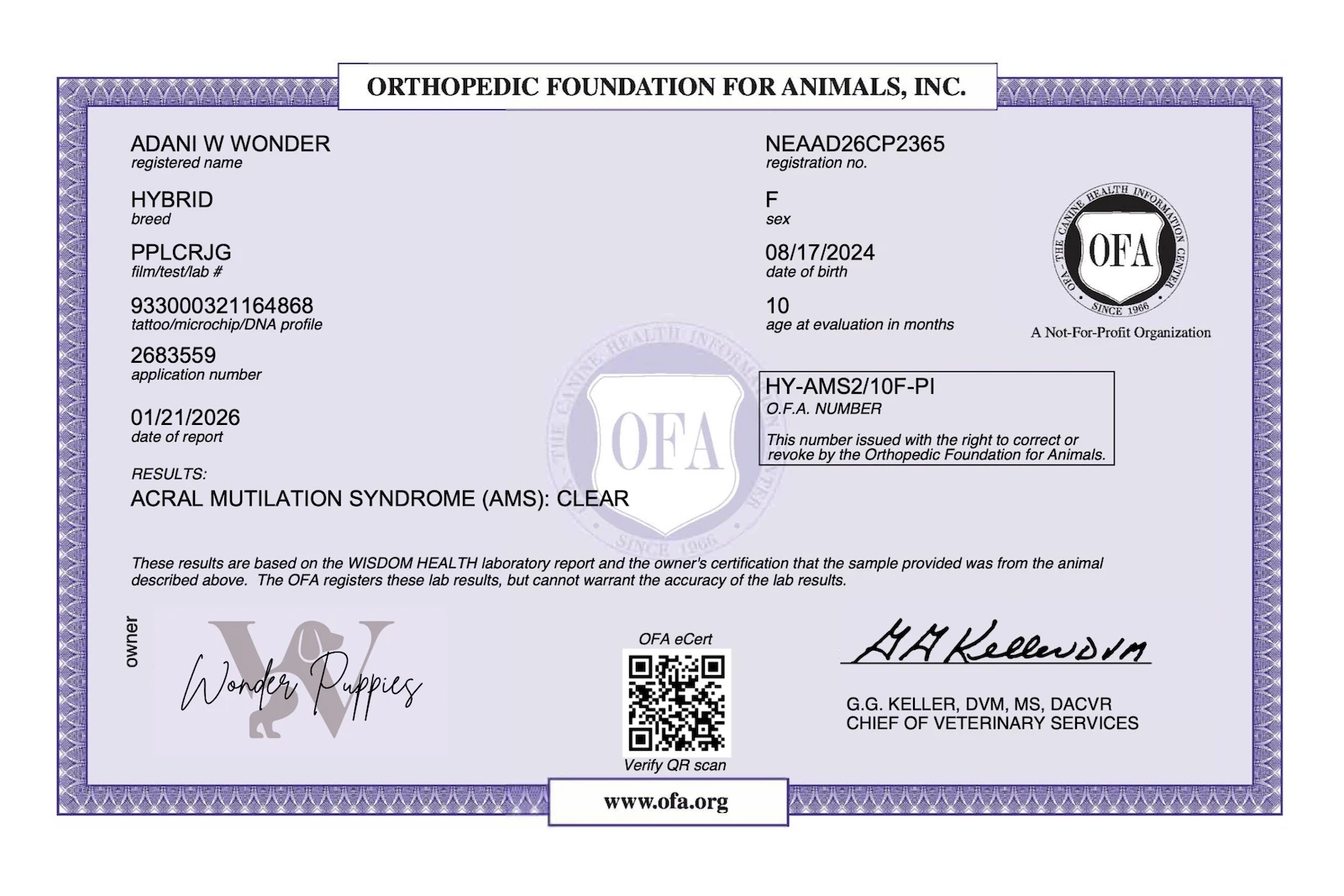 Two puppies sleeping together