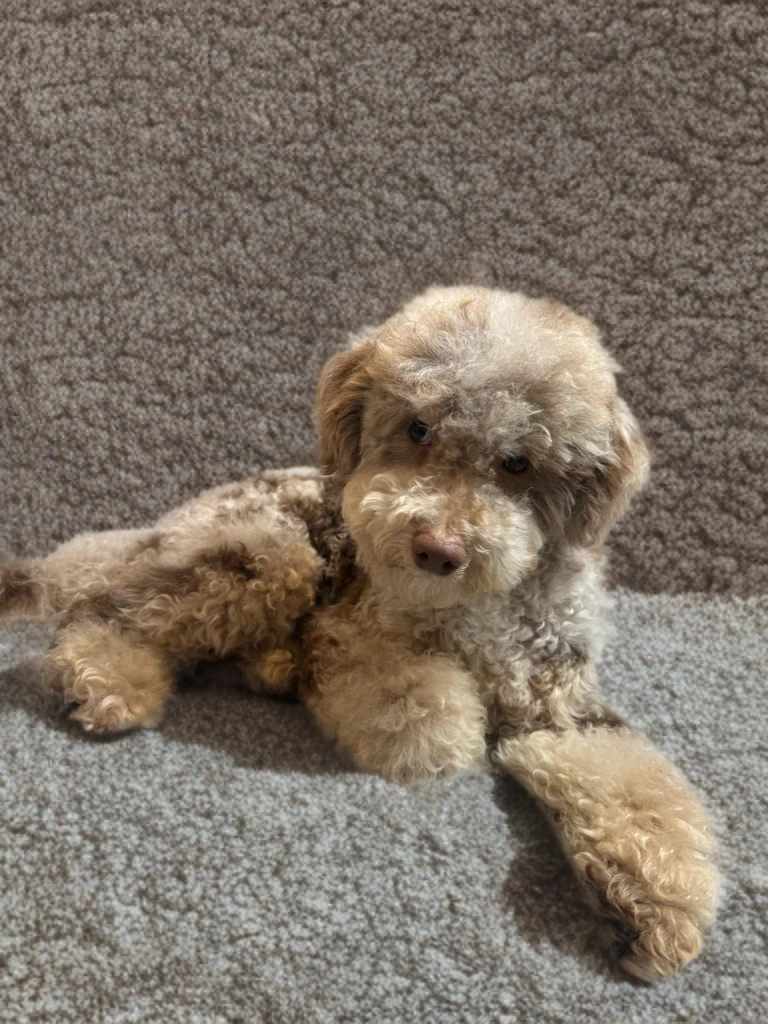 Bella - Cockapoo Dam