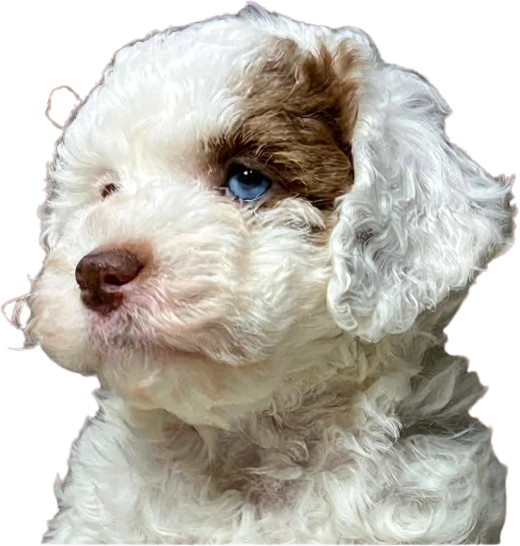 Cocker Spaniel puppy running