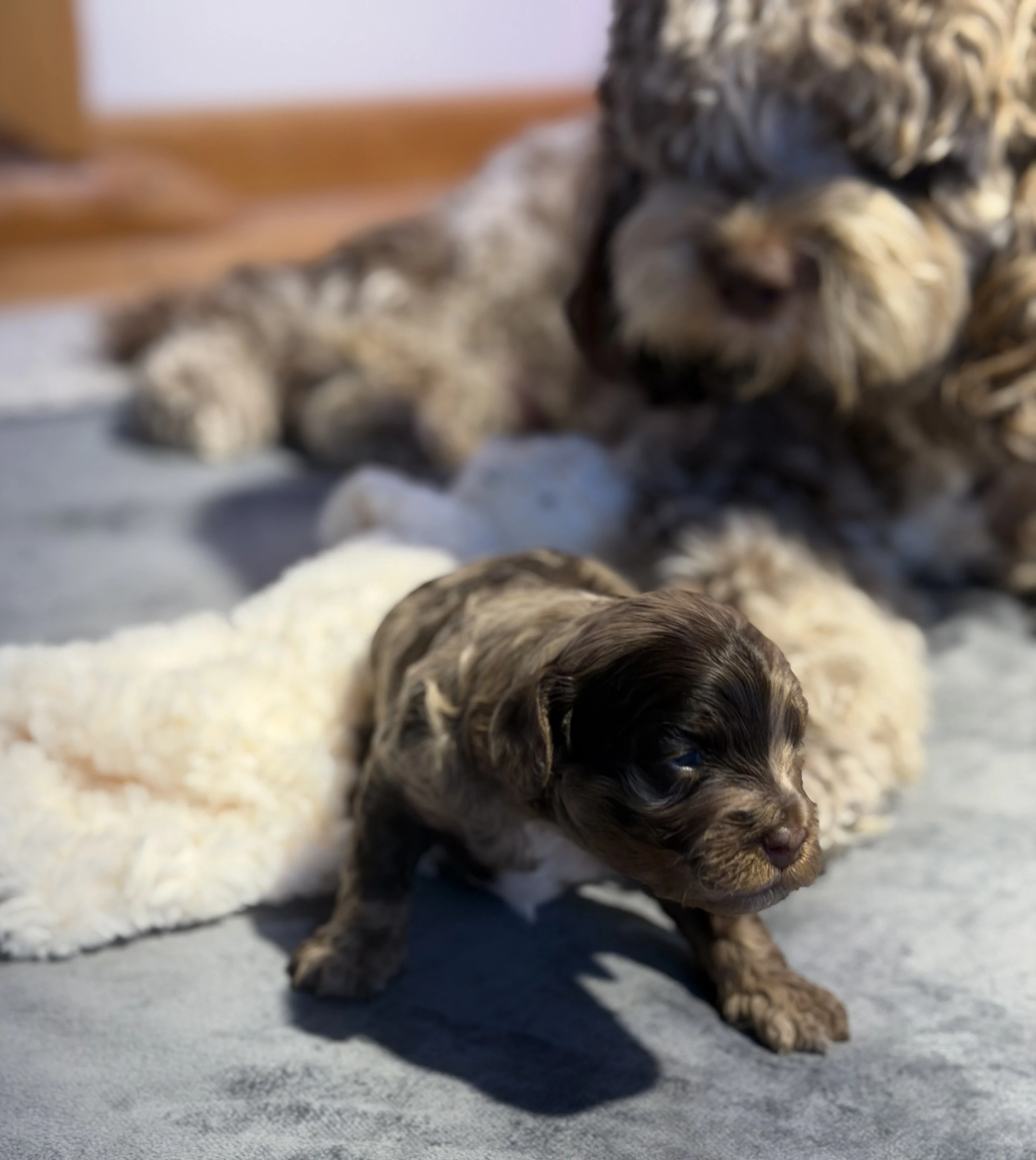 Golden doodle puppy in soft natural light
