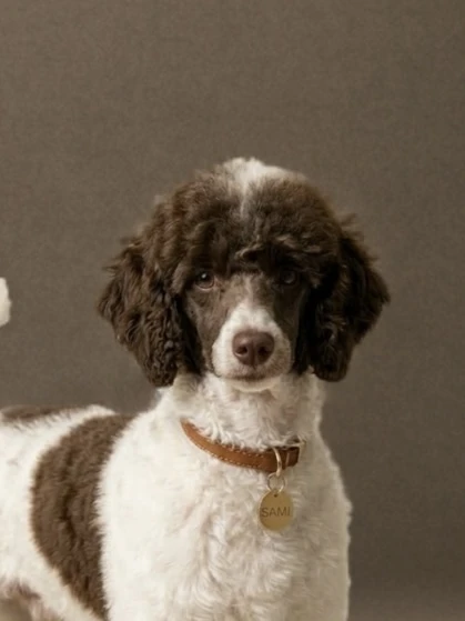 Charlie - Cavapoo Father