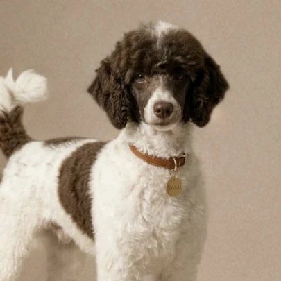 Luna - Miniature Poodle