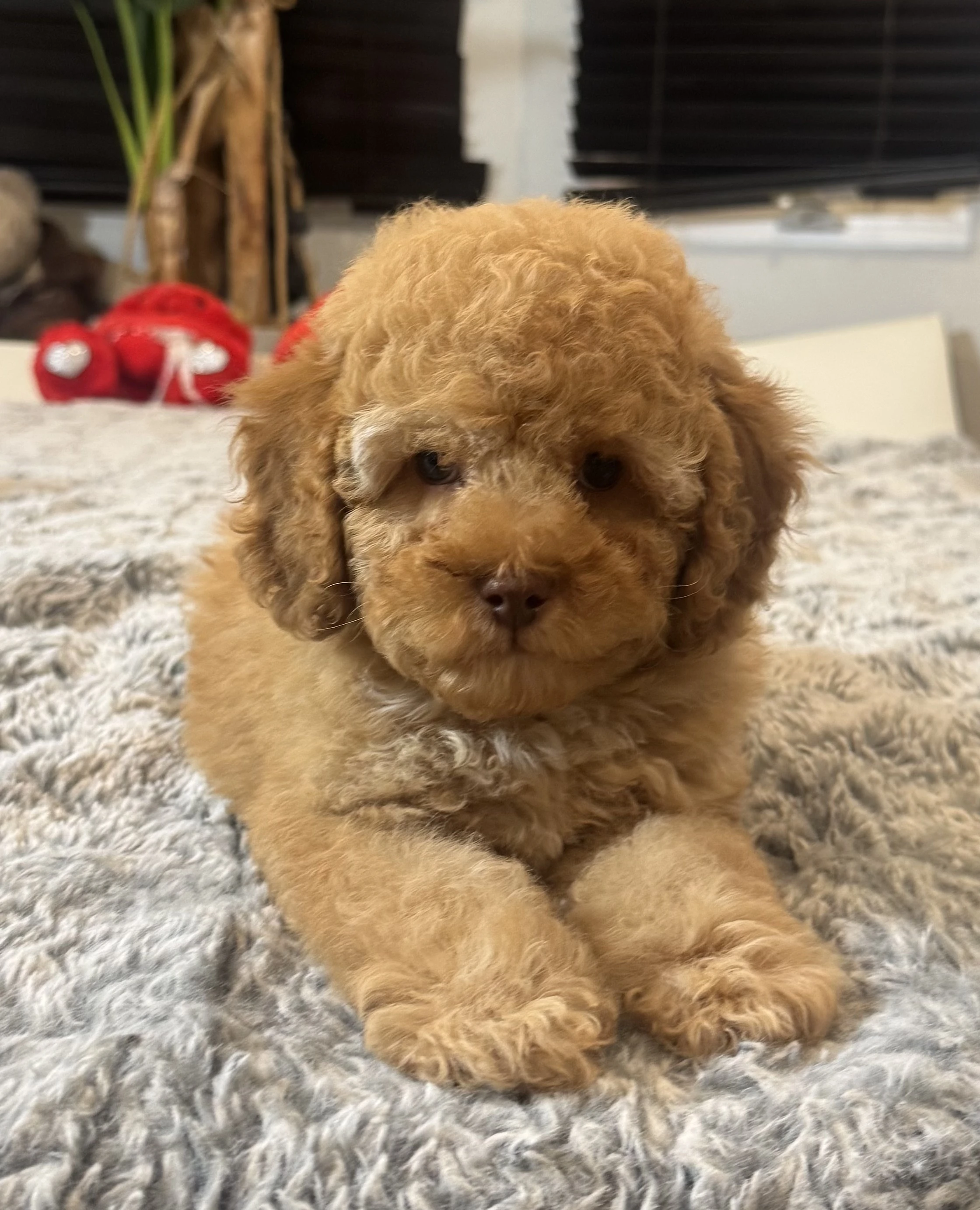 Daisy the Cockapoo puppy looking curious