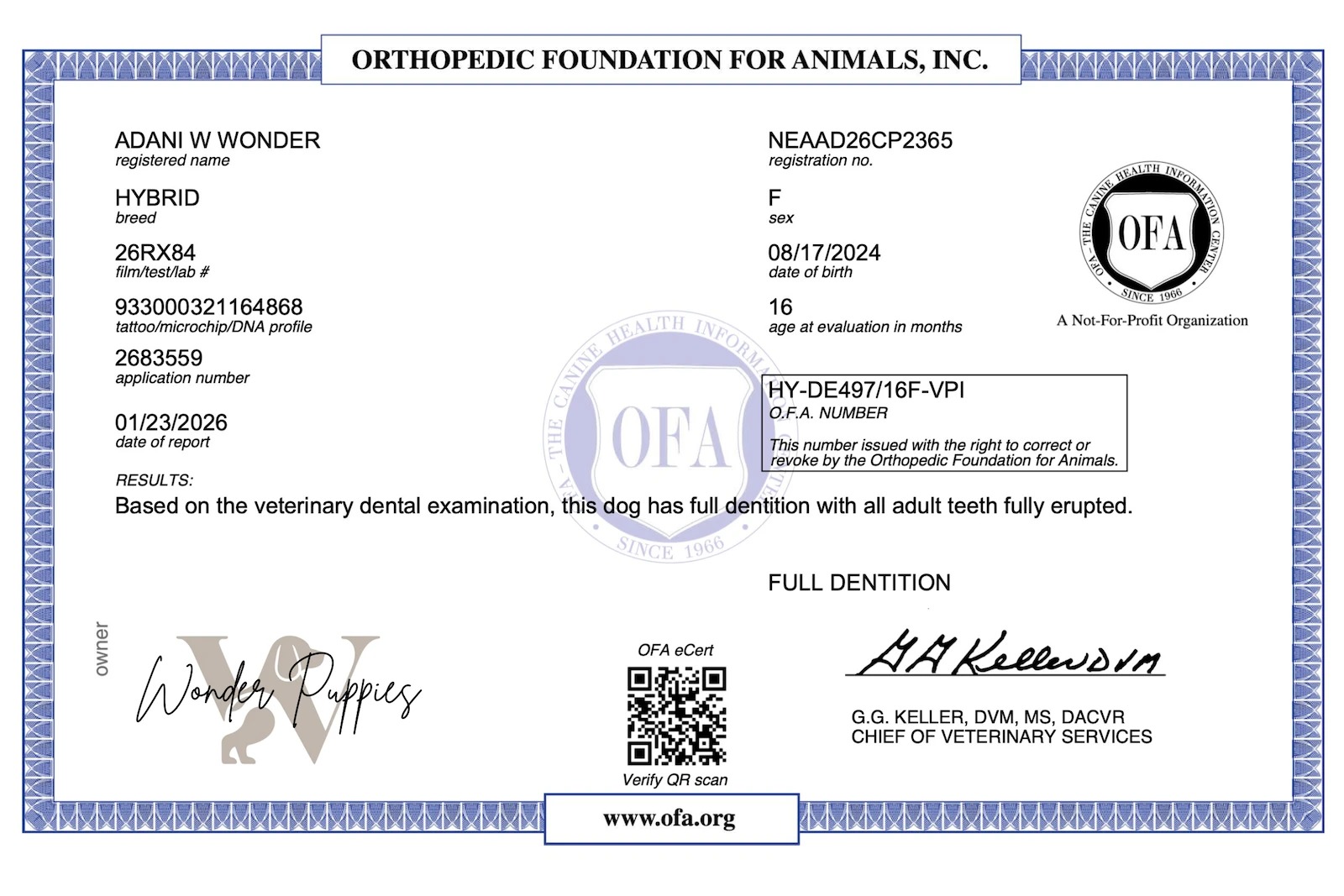 Close up of puppy paws