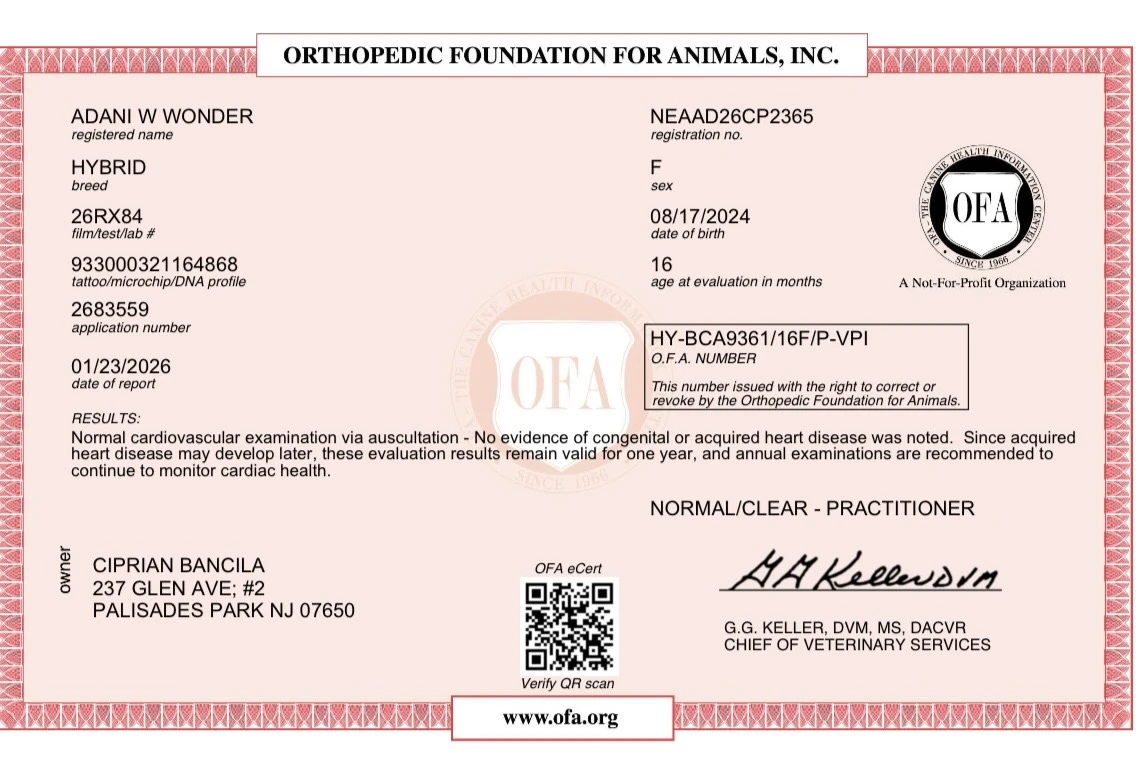 Close up of puppy paws