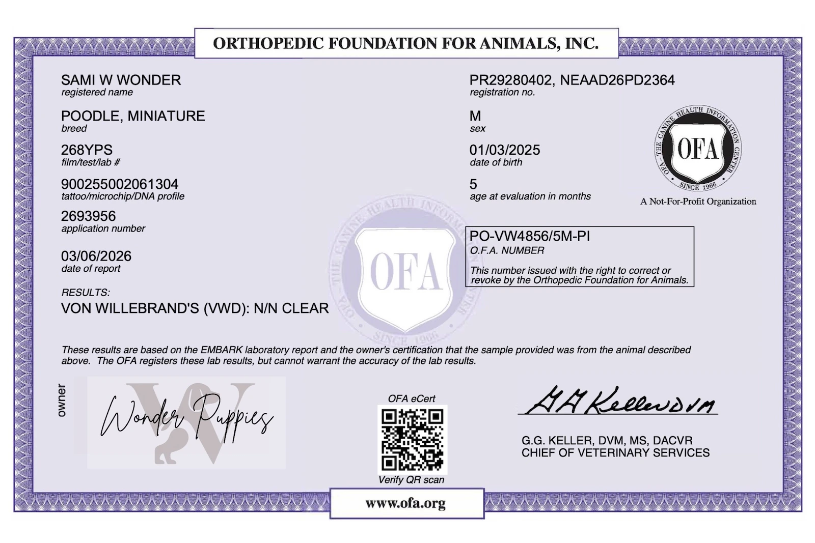 Happy puppy outdoors