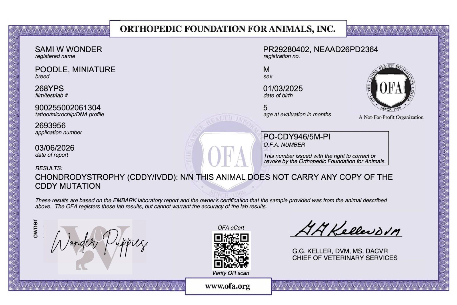 Close up of puppy paws