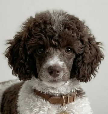 Milo - Cockapoo Father