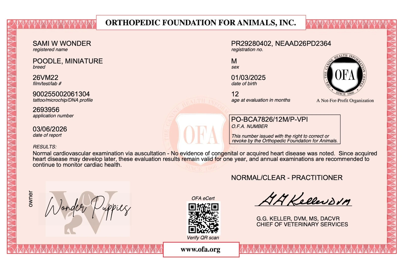 Golden doodle puppy playing in soft grass