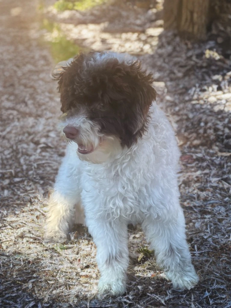 Max - Cockapoo Sire