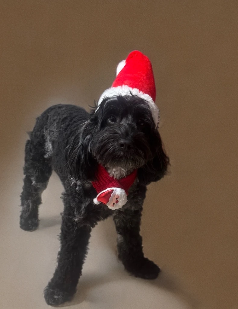 Luna - Miniature Poodle