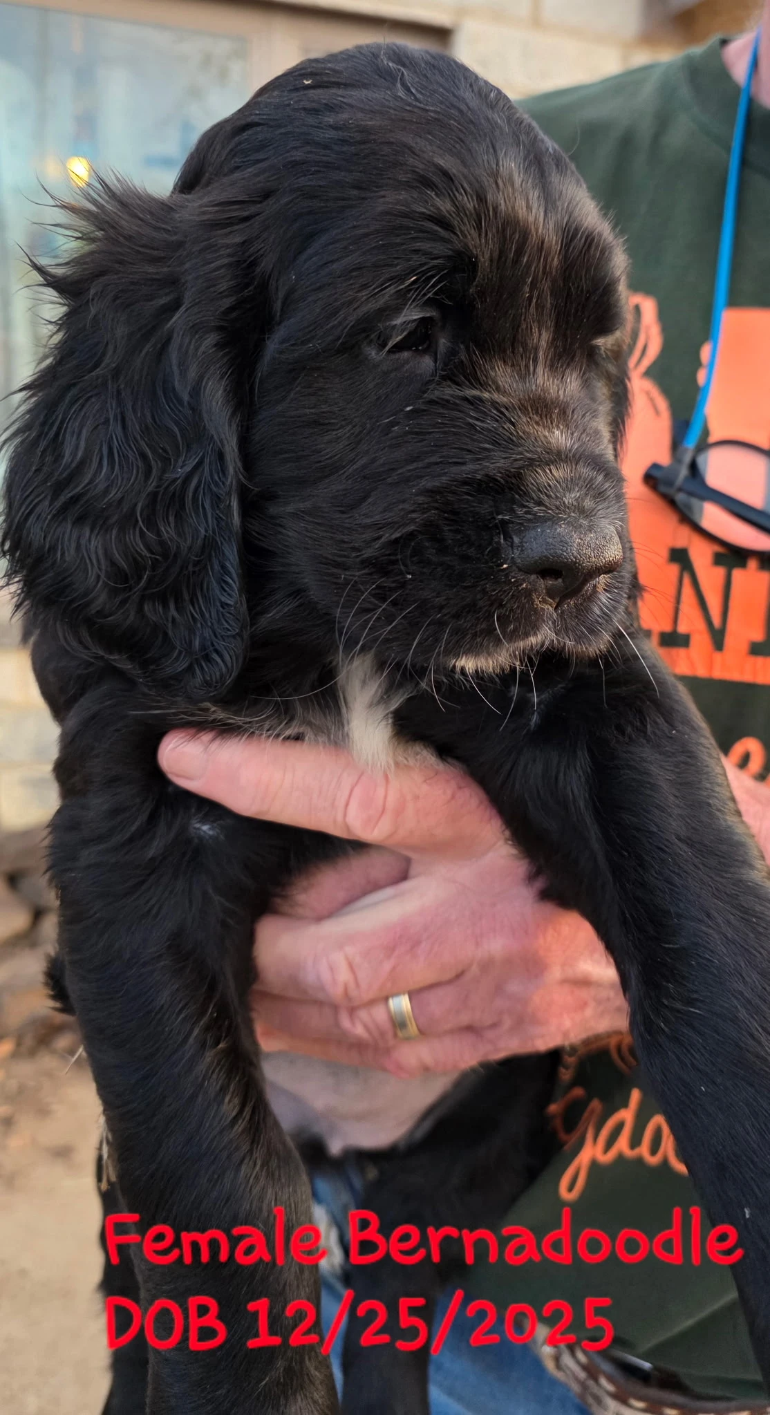 Golden Apricot Saint Doodle Puppy sitting on grass