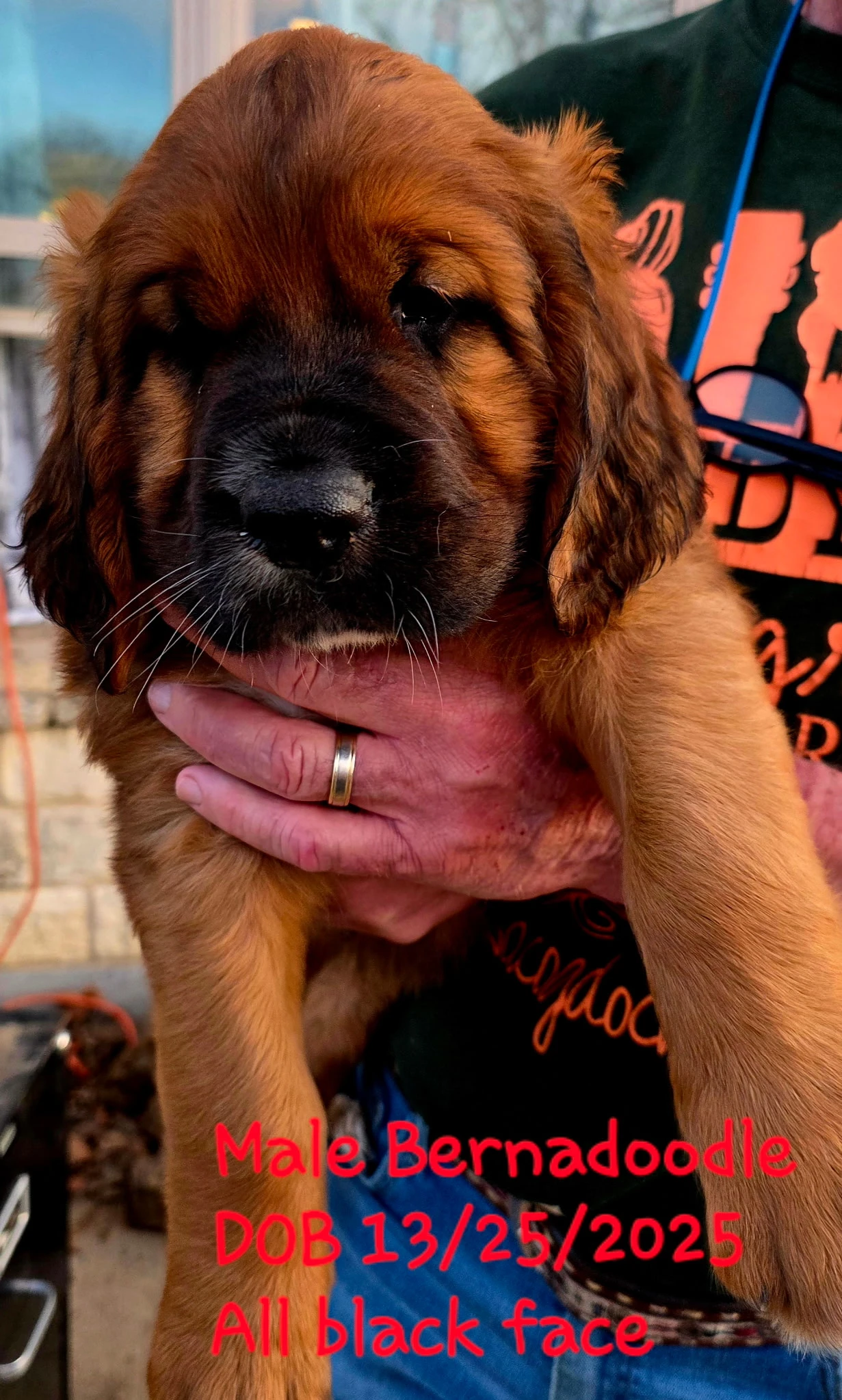 Black and White Parti Saint Doodle Puppy playing