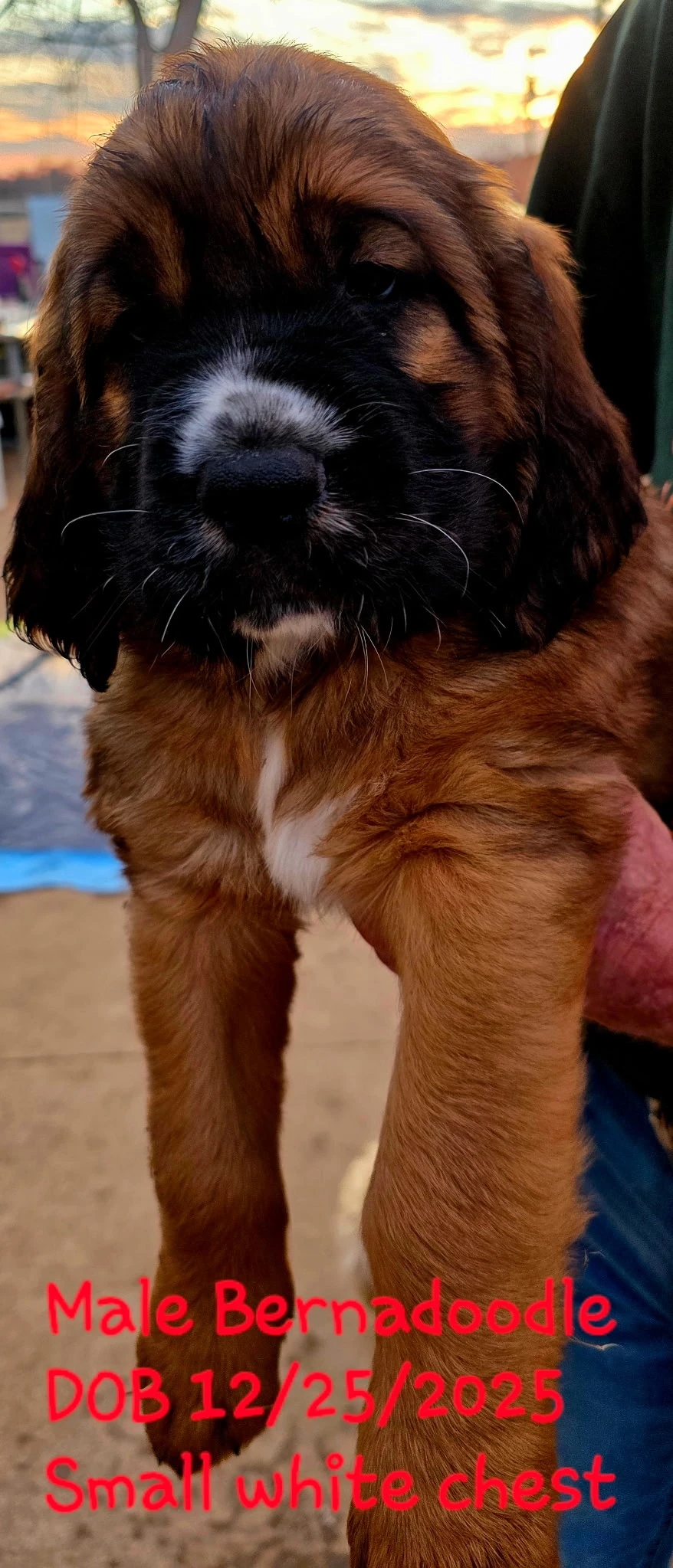 Brindle coat Saint Doodle Puppy looking at camera