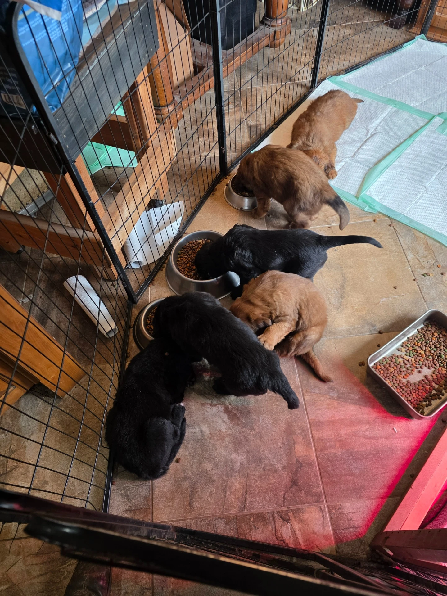 Happy Saint Doodle dog in nature