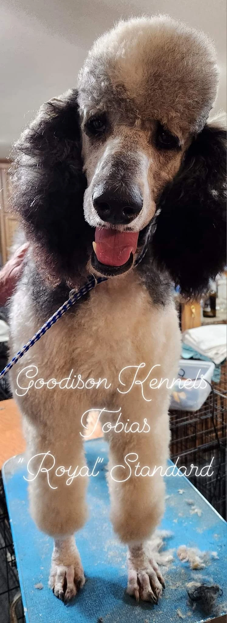 Bear, the Saint Bernard Sire standing proudly in a field