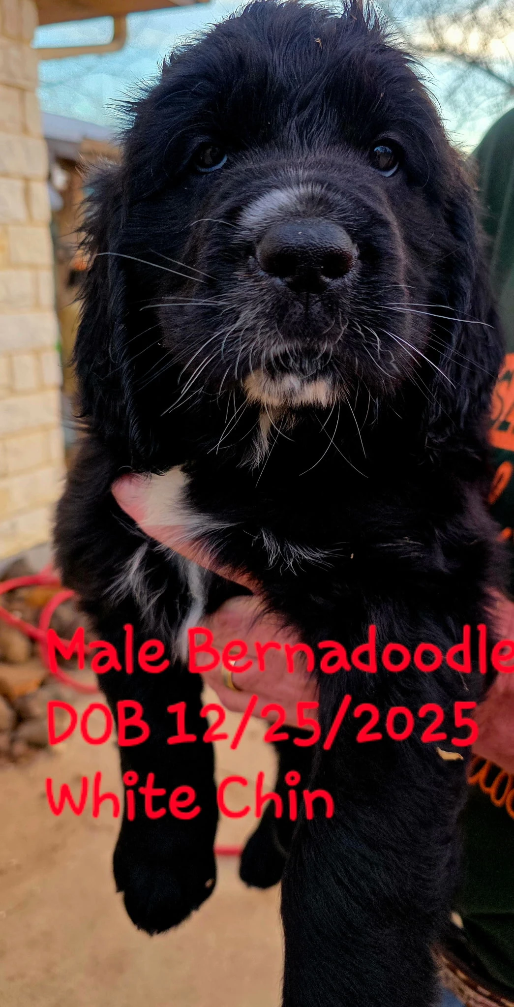 Golden Apricot Saint Doodle Puppy sitting on grass