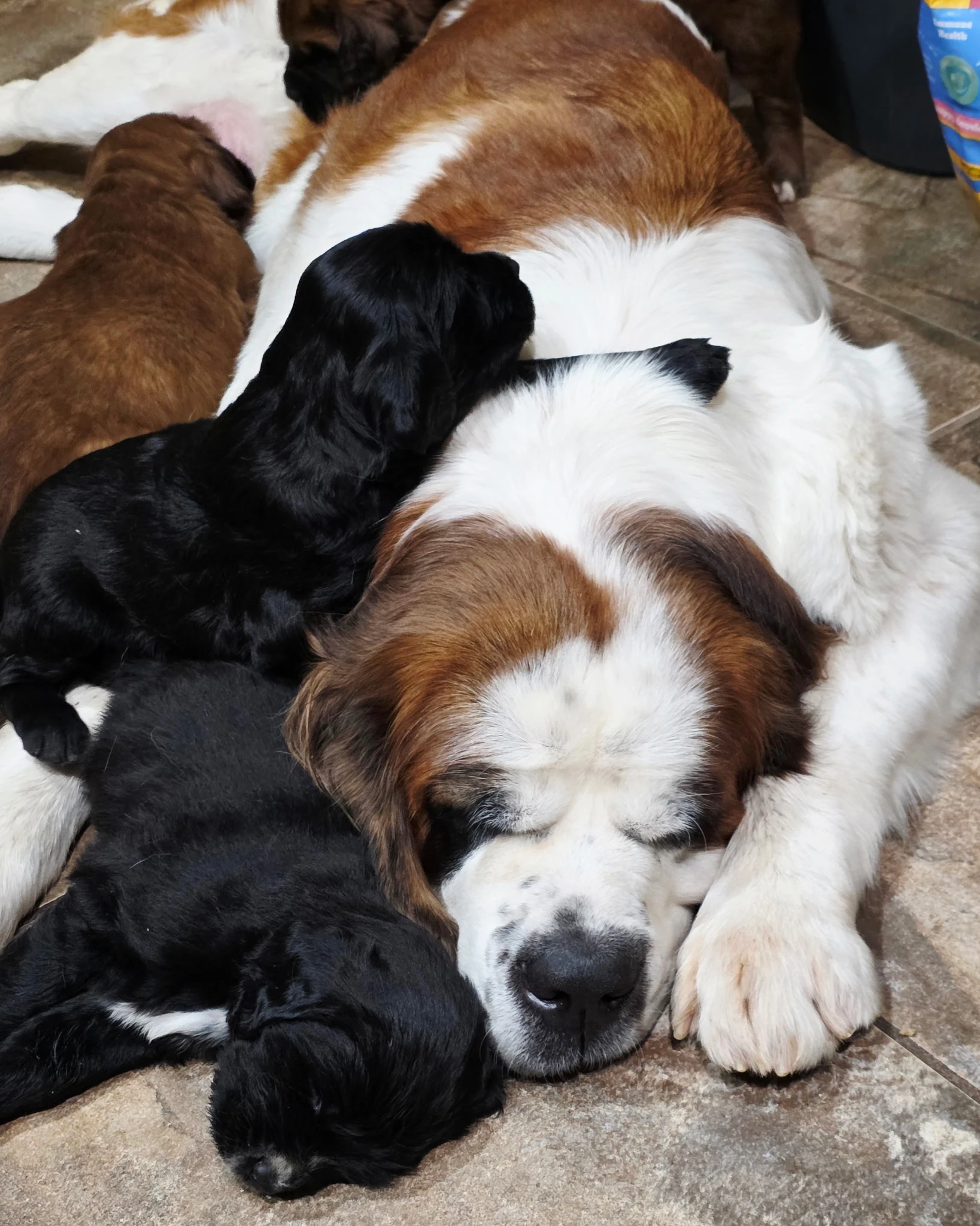Golden Doodle puppy sitting in soft light