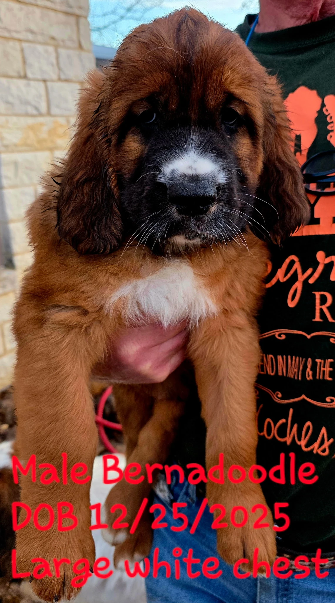 Deep Chocolate Saint Doodle Puppy sleeping