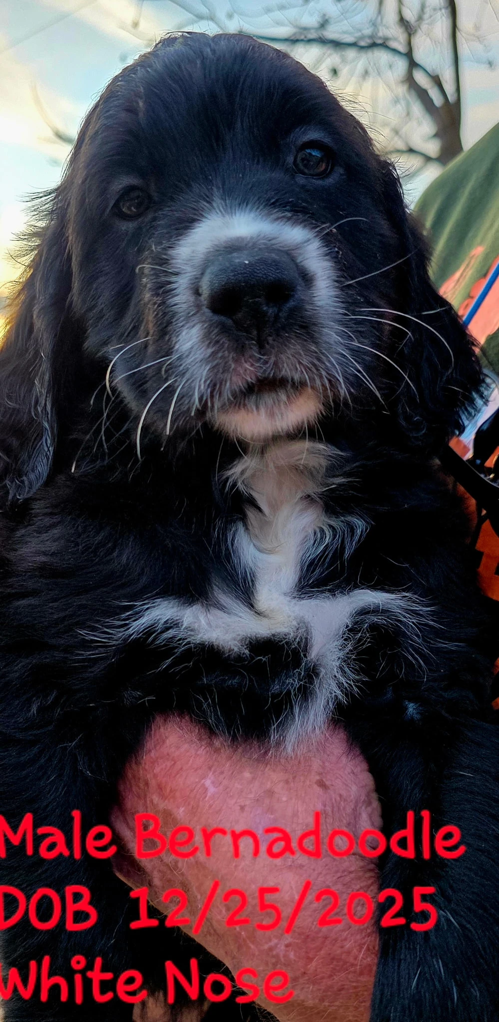 Black and White Parti Saint Doodle Puppy playing
