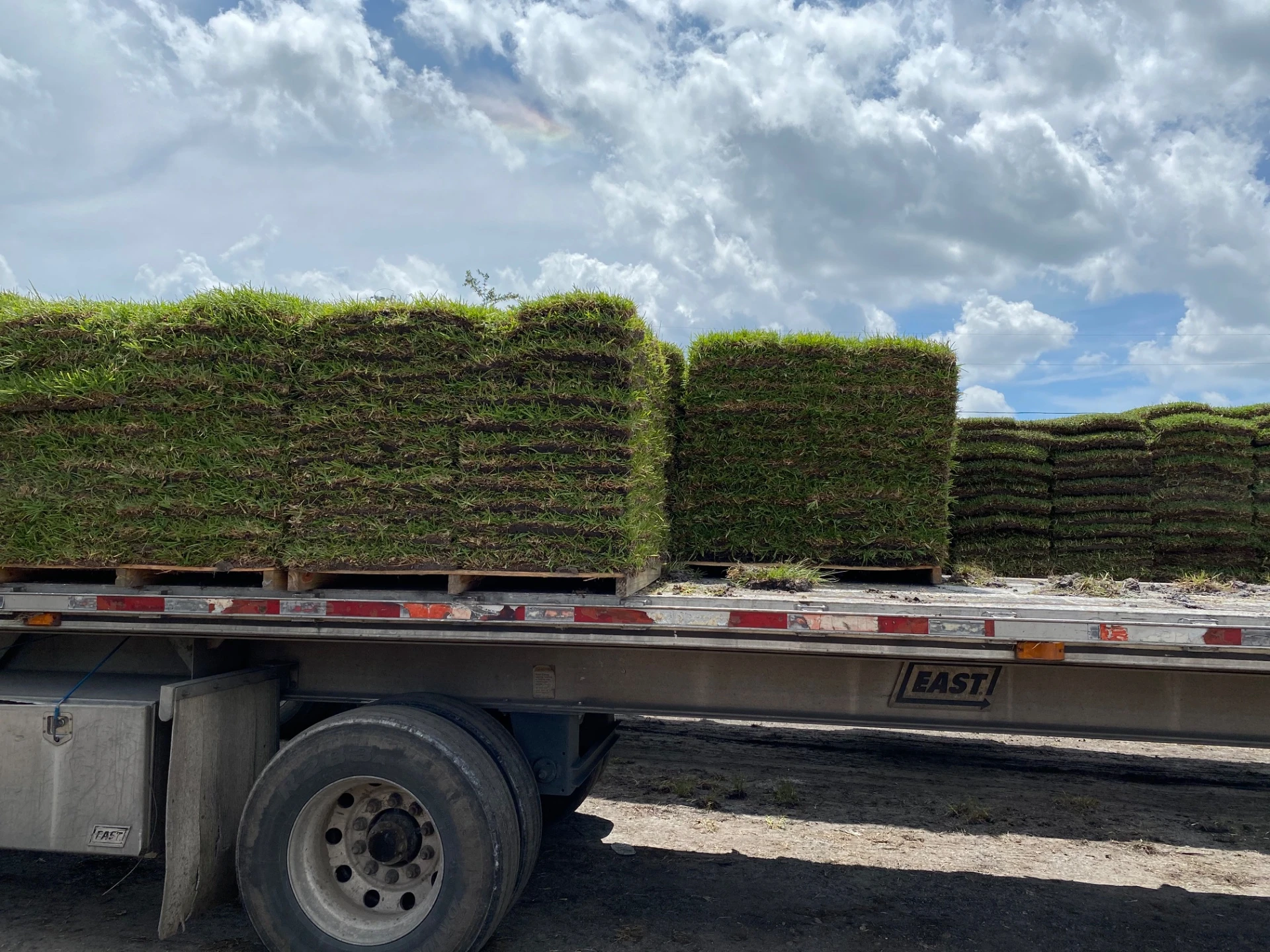 St. Augustine grass lawn