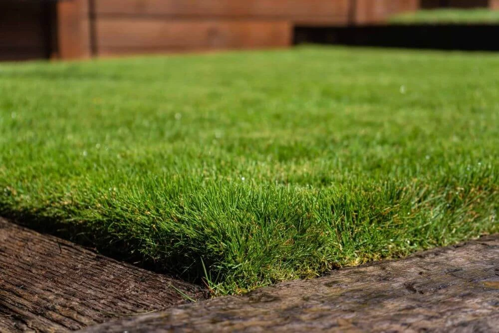 Zoysia Sod