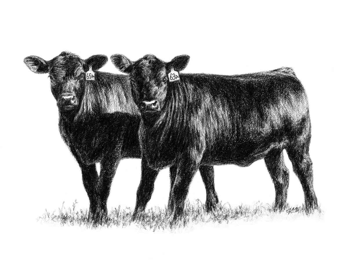 Green City Livestock Marketing Llc Homepage