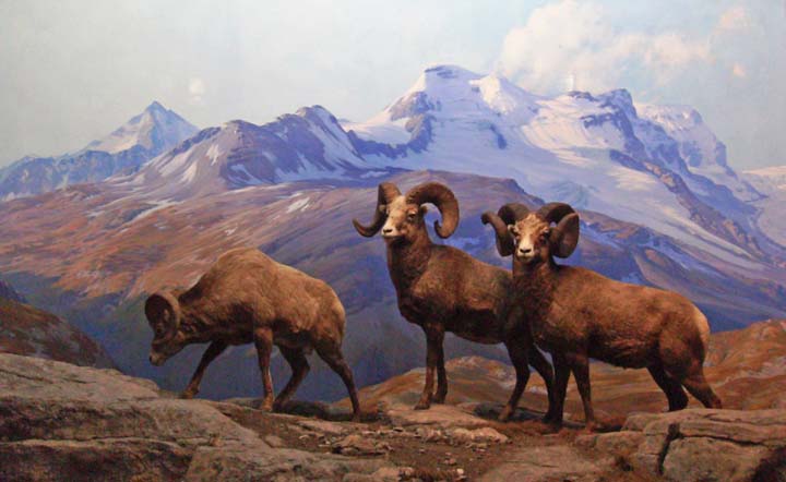 before_bighorn.jpg