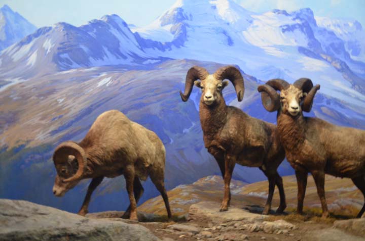 bighornsheep.jpg