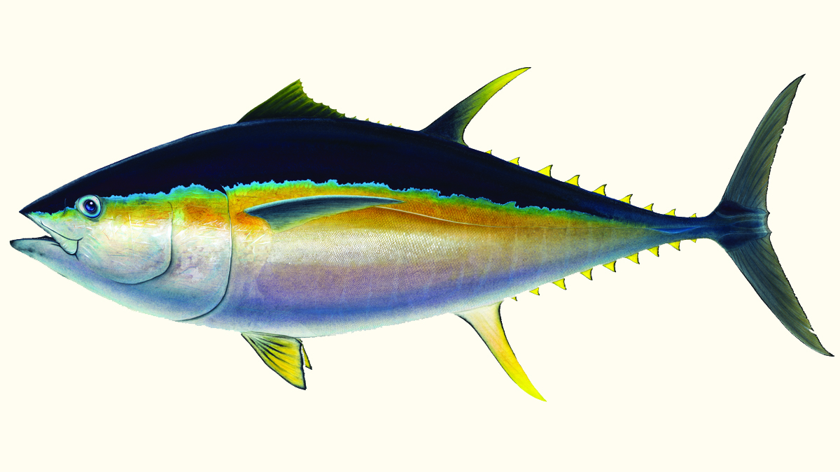 Bigeye 54 inches smaller
