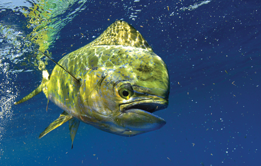 Dolphin mahi mahi