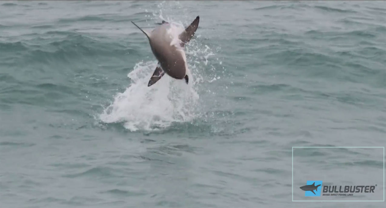 shark