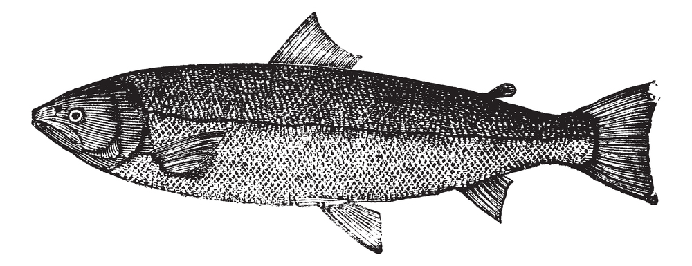 Atlantic salmon, Salmon salar, Bay salmon, Black salmon, Caplin-