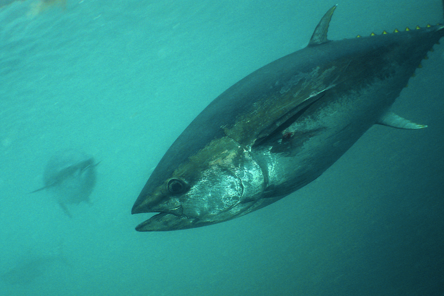 bluefin0310