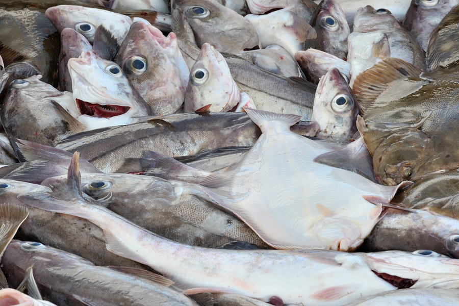 Fish for sale
