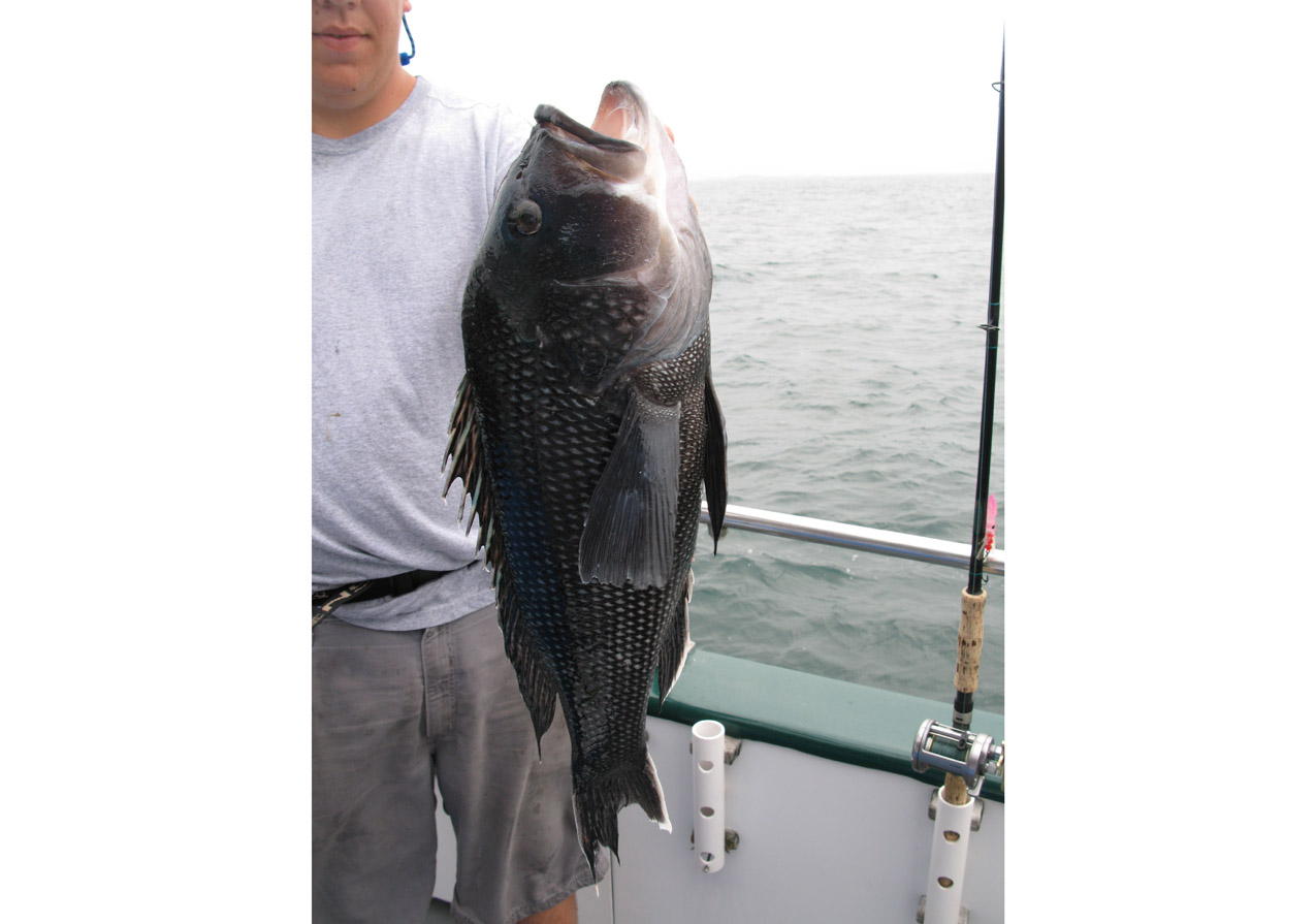 zach shots--seabass 013